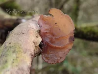 Geleizwammen [Auriculariaceae]